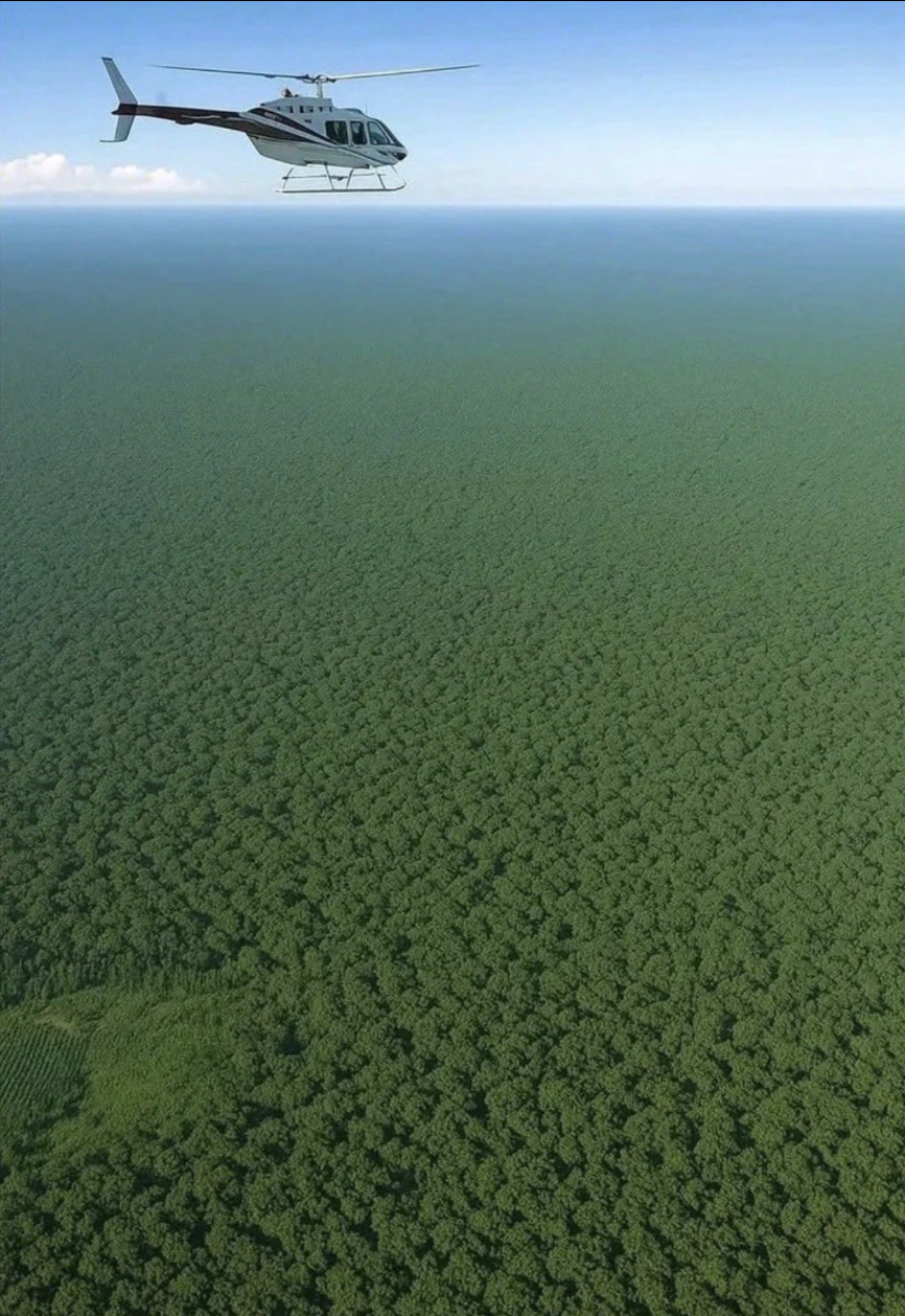 A helicopter flying above an unbroken green forest